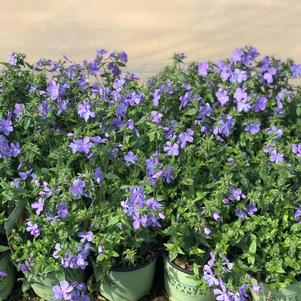 Phlox stolonifera 'Sherwood Purple'