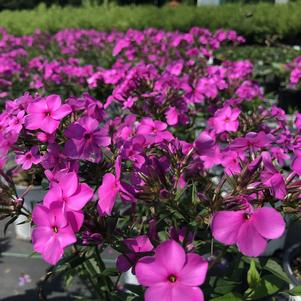 Phlox 'Cloudburst'