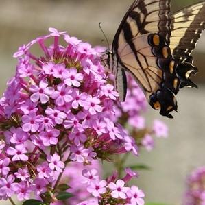 Phlox paniculata 'Jeana'