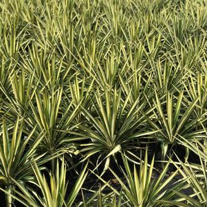 Yucca filamentosa 'Color Guard'