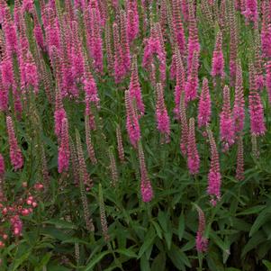 Veronica spicata 'Red Fox'