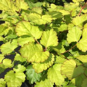 Astilbe 'Amber Moon'