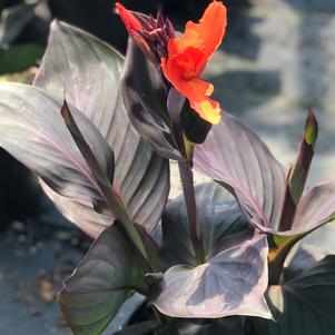 Canna Cannova® Bronze Orange