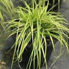 Carex oshimensis EverColor® EverColor® 'Eversheen'