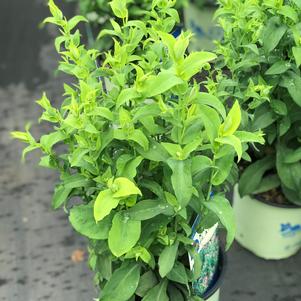 Aster laevis 'Bluebird'