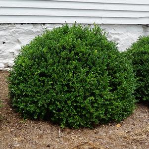 Buxus microphylla var. japonica 'Green Beauty'