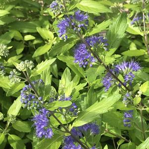 Caryopteris x clandonensis 'Gold Crest'