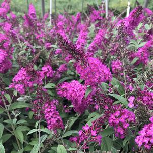 Buddleia x 'Miss Ruby'