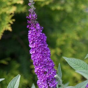 Buddleia x 'Miss Violet'