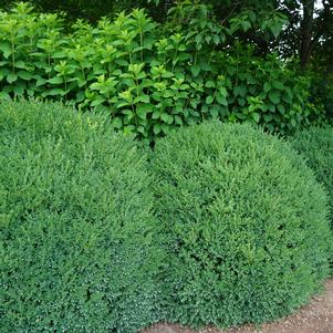 Buxus x 'Green Mound'