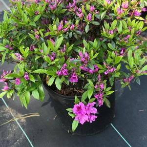 Azalea Gable 'Herbert'