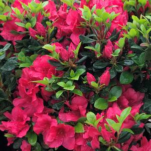 Azalea 'Girard's Red'