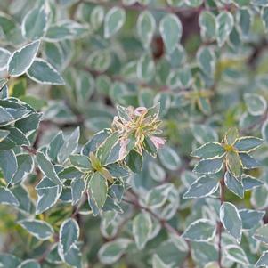 Abelia x grandiflora Mucho Gusto®