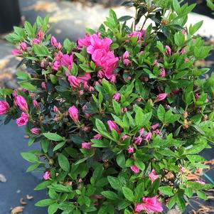 Azalea 'Girard's Renee Michelle'