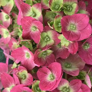 Hydrangea macrophylla Summer Crush®