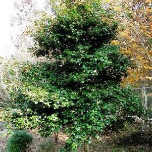 Ilex opaca 'Satyr Hill'