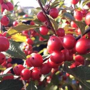 Ilex verticillata 'Red Sprite'