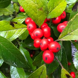 Ilex verticillata 'Winter Red'