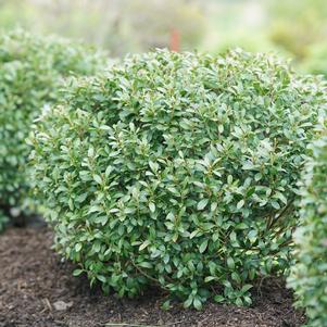 Ilex glabra Strongbox®