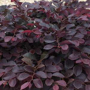 Loropetalum chinense var. rubrum Crimson Fire™