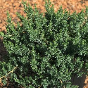 Juniperus conferta 'Blue Pacific'