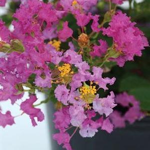 Lagerstroemia indica Bellini® Grape