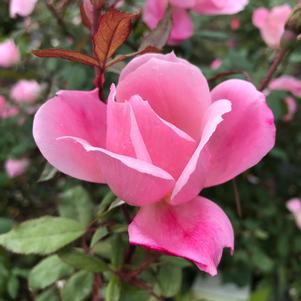 Rose Blushing Knock Out®