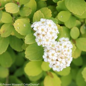 Spiraea betulifolia Glow Girl®