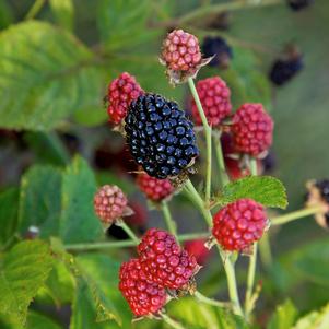 Rubus hybrid Bushel and Berry® Baby Cakes®