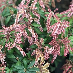 Pieris japonica 'Valley Rose'