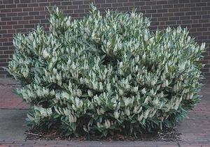 Prunus laurocerasus 'Otto Luyken'