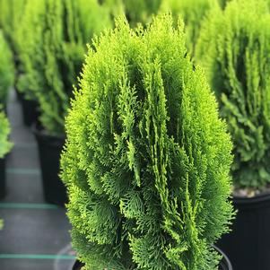 Thuja orientalis 'Morgan'