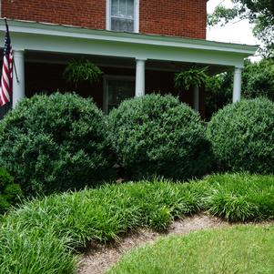 Buxus sempervirens 