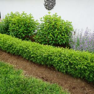 Buxus sinica var. insularis 'Nana'