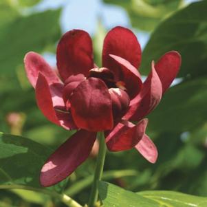 Calycanthus x 'Aphrodite'