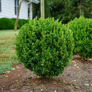 Buxus NewGen Freedom® Boxwood 'SB 300' PP32421