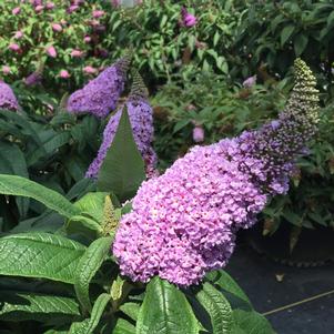 Buddleia x Pugster® Amethyst