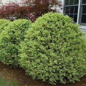 Buxus sempervirens 'Elegantissima'