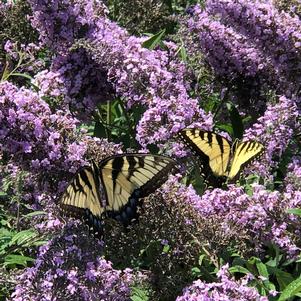 Buddleia 'Grand Cascade'