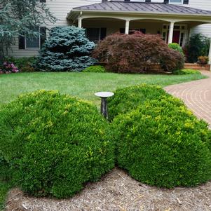 Buxus sempervirens 'Justin Brouwers'