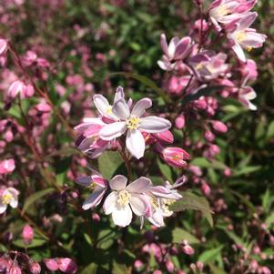 Deutzia Yuki Cherry Blossom®