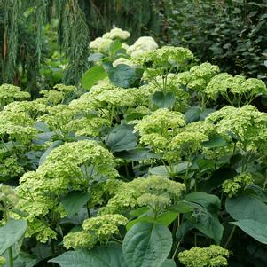 Hydrangea arborescens Invincibelle Sublime™