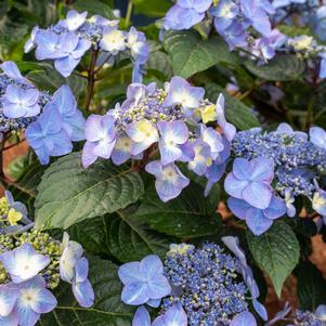 Hydrangea macrophylla Pop Star®