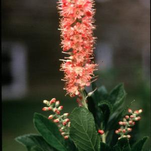 Clethra alnifolia 'Ruby Spice'