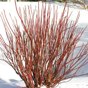 Cornus stolonifera Arctic Fire® Red