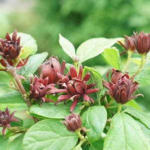 Calycanthus floridus Simply Scentsational®