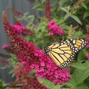 Buddleia x 'Miss Molly'