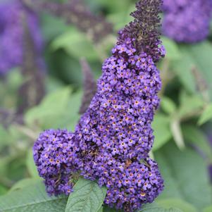 Buddleia x Pugster Blue®