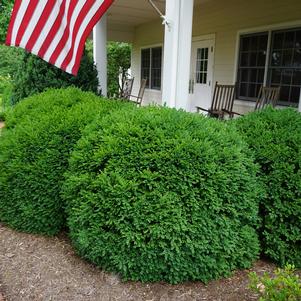 Buxus x 'Green Velvet'