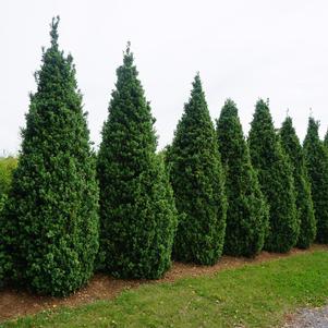 Buxus sempervirens 'Dee Runk'